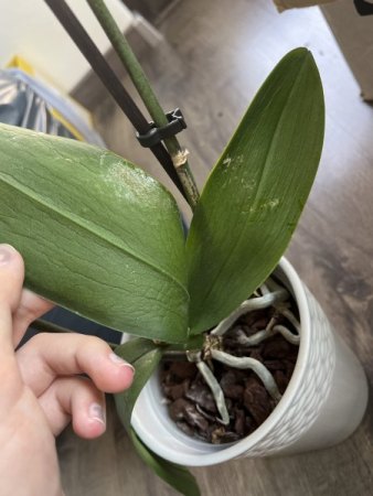 Orchidee macht Probleme