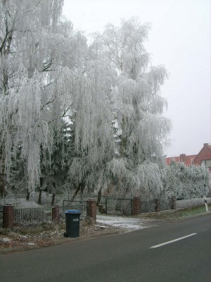 Winter in Eißel 006.JPG