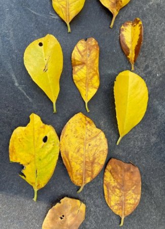[Hilfe] Kirschlorbeer hat gelbe / braune Blätter und Blattfraß
