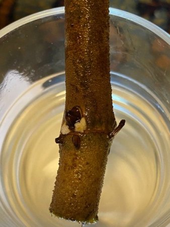 Pilz oder Vorbote von neuen Wasserwurzeln bei Philodendron Squamiferum?