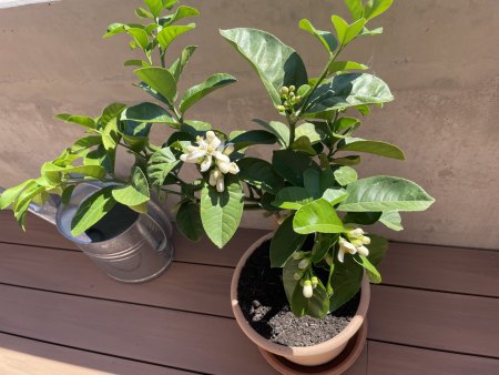 Probleme mit meinen Citrus Pflanzen, benötige bitte Rat / Hilfe