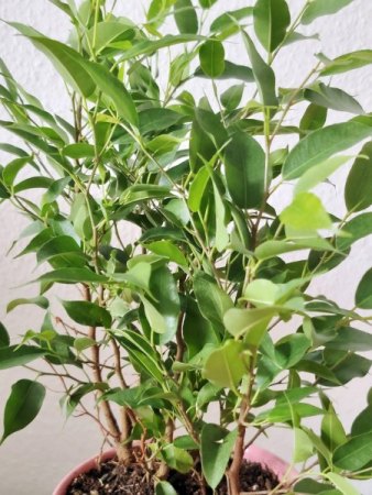 Ficus benjamina - aber welcher genau?