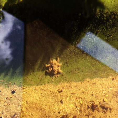 unbekanntes Wasserinsekt im Teich-Libellenlarve