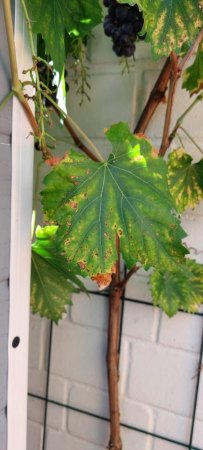 Weintraubenblätter haben braune Flecken