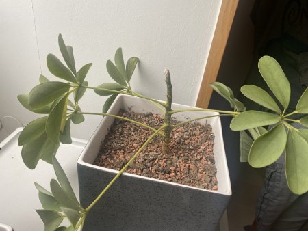 Schefflera Triebspitze weiß/grau, Blätter werden blaß