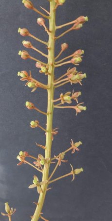 Karnivoren - Drosera - Sarracenia - Pinguicula - Nepenthes
