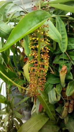 Nepenthes miranda (männliche Blüte)