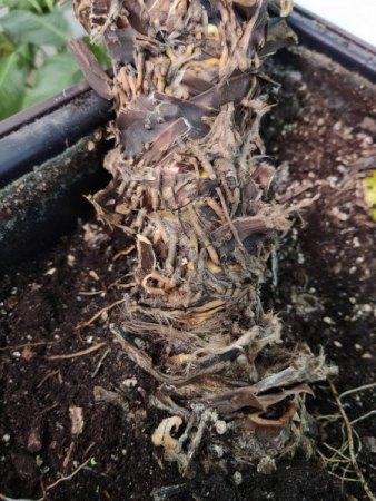 Einblatt Spathiphyllum bearbeiten