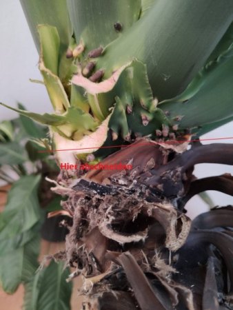 Einblatt Spathiphyllum bearbeiten