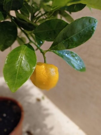 Zitrus - Citrus II