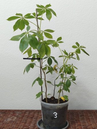 Adansonia - Affenbrotbaum - Baobab