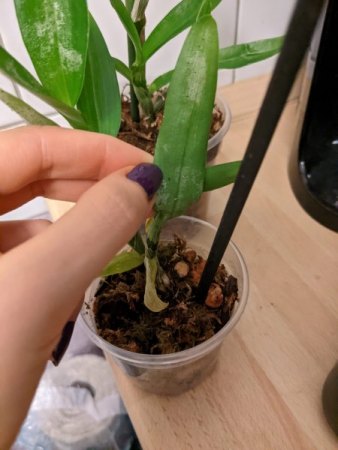 Dendrobium Schädlinge oder Pflegefehler?
