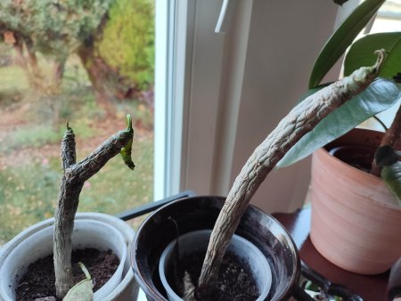 Plumeria - Fragipani - verschrumpeln, weich - warum?