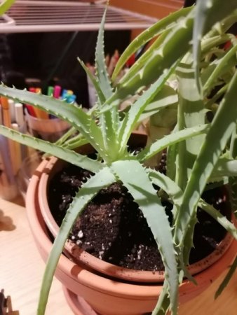 Aloe Vera? --> Aloe arborescens