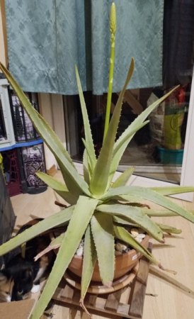 Aloe - Agave - Haworthia - II