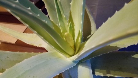 Aloe - Agave - Haworthia - II