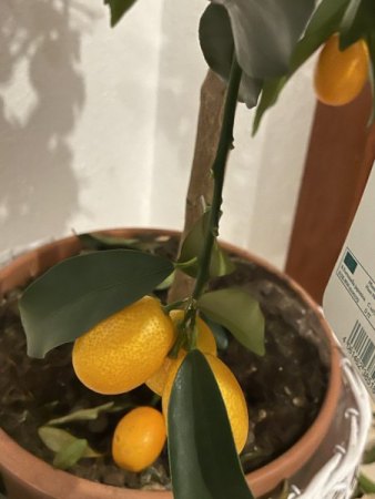 Neue Kumquat wirft Blätter und Früchte ab