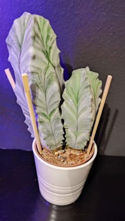 Was für ein Kaktus ist das ?