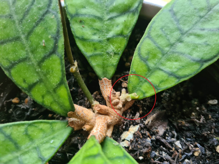Hoya Callistophylla - Neuer Trieb verkümmert/stirbt ab