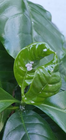 Schädlinge auf Kaffeepflanze