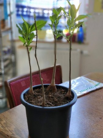 Adansonia - Affenbrotbaum - Baobab