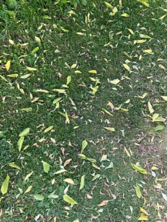 Eschenahorn verliert Blätter im Mai
