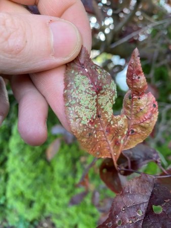 Blutpflaume hat Löcher im Blatt; verliert trockene Blätter und hat Blattläuse