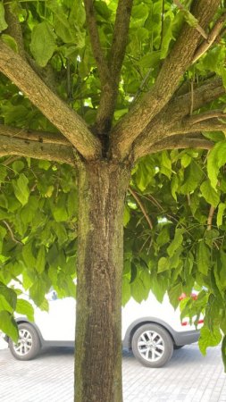 Kugel-Trompetenbaum nach Schaden verdorrte Blätter