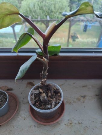 Philodendron komplett