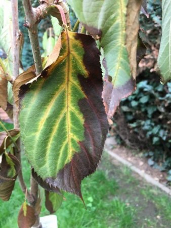 Zierkirsche Blätter schlapp + braun