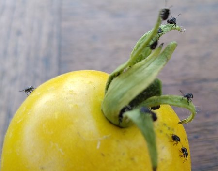 Kleine schwarze Käfer auf Tomate