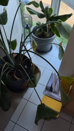 Brauche dringend Hilfe für meine Strelitzia - Schrumpeliger Stamm und hängende Blätter!