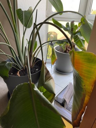Brauche dringend Hilfe für meine Strelitzia - Schrumpeliger Stamm und hängende Blätter!