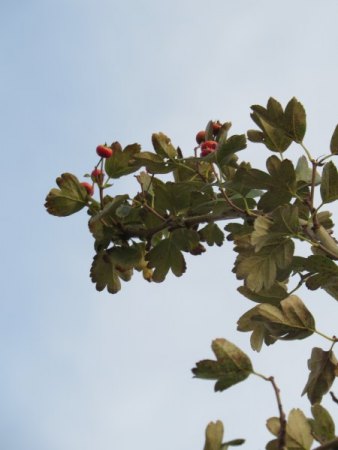 Rotdorn Bäume (Crataegus laevigata "Paul's Scarlet") offensichtlich von Pilz befallen - wer weiß Rat?