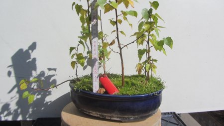 Unterbepflanzung für Bonsai