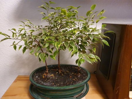 Unterbepflanzung für Bonsai