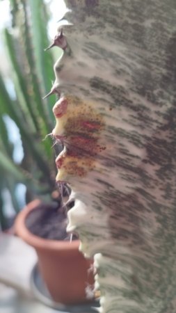 Euphorbia ingens Krankheit?