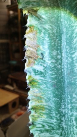 Euphorbia ingens Krankheit?