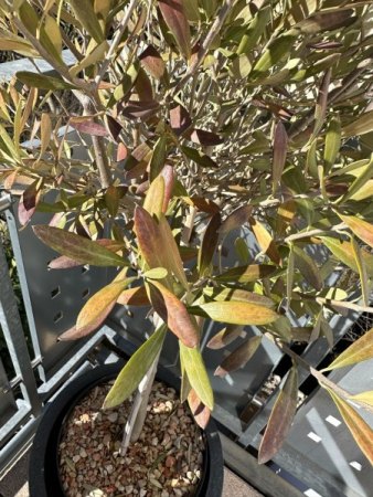 Olivenstamm hat orangene/braune Blätter