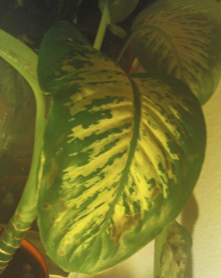 dieffenbachia.jpg