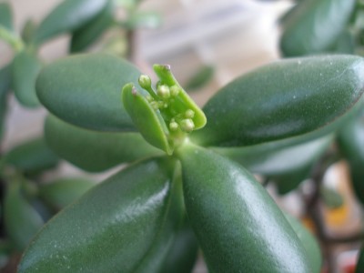 Crassula blüte.jpg