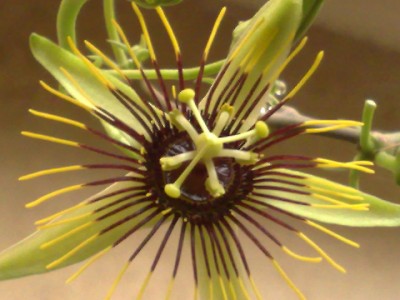 Passiflora Manta 002.jpg