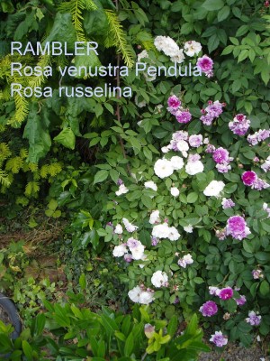 RAMBLER R.venustra Pendul.JPG
