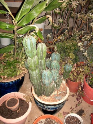 Kaktus2.jpg