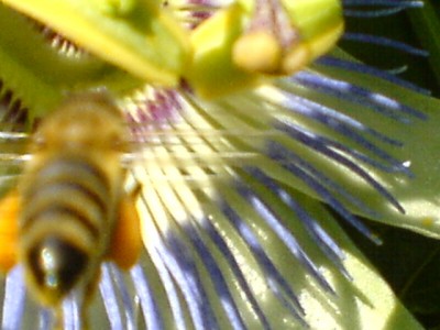 Passis und Pollenklößchensammler 043.jpg