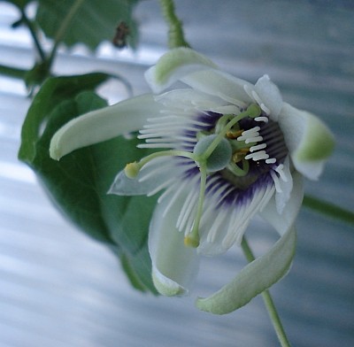Passiflora morifolia_02.09.2007_9.jpg