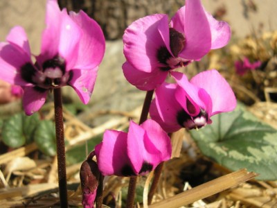 cyclamen fünf.JPG