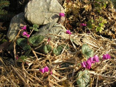 cyclamen groß.JPG