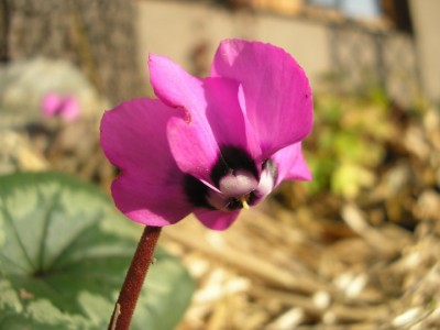 cyclamen einzel.JPG