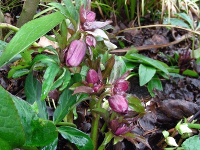 Helleborus-Knospen 3.jpg